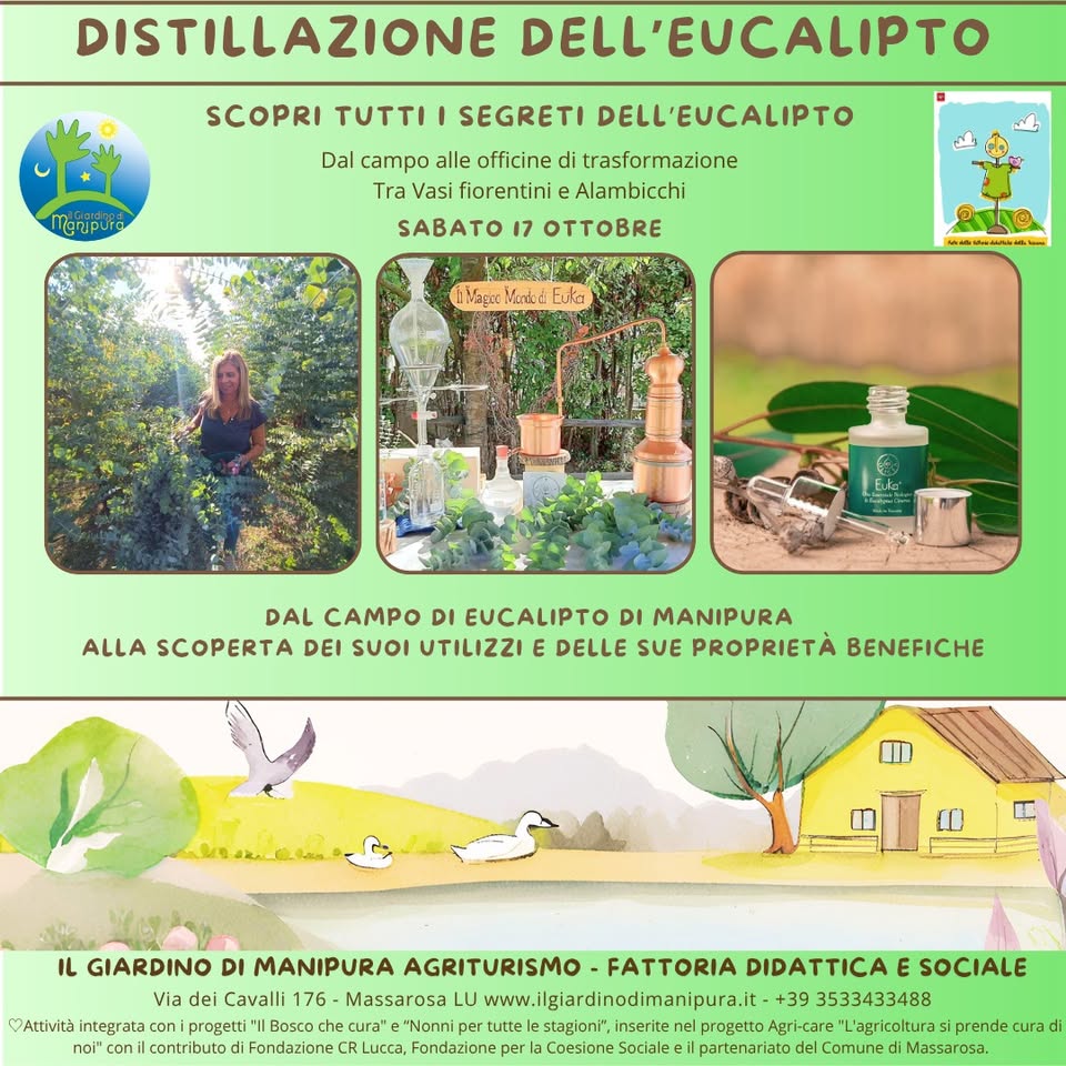 Locandina di Distillazione dell'Eucalipto